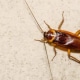 Huevos de cucaracha: guía detallada sobre su identificación y eliminación huevos-cucaracha