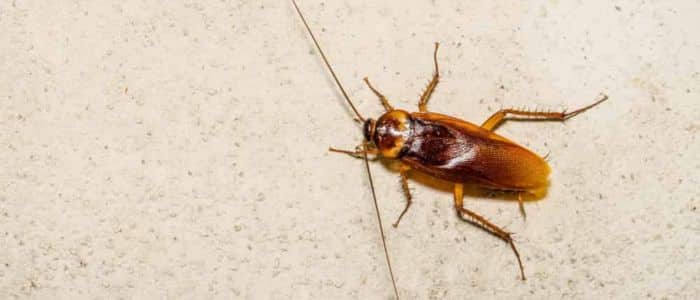 Huevos de cucaracha: guía detallada sobre su identificación y eliminación huevos-cucaracha