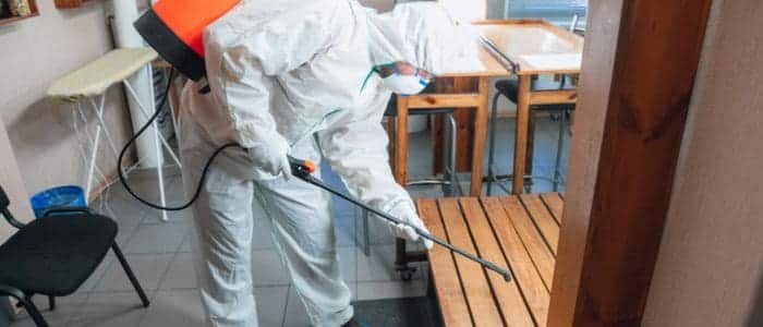 Fumigación de cucarachas: métodos y consejos profesionales fumigacion-cucarachas