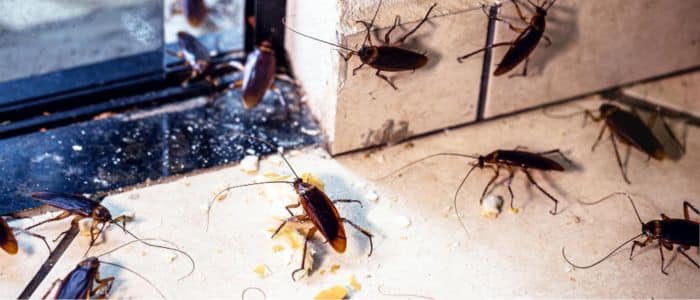 ¿Cómo entrarán las cucarachas a tu hogar a pesar de tener todo cerrado? cómo-entran-cucarachas