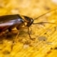 ¿Es una cucaracha? Insectos que se parecen a las cucarachas y cómo reconocerlos cucarachas