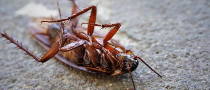 ¿Cómo entrarán las cucarachas a tu hogar a pesar de tener todo cerrado? ¿Cómo entrarán las cucarachas a tu hogar a pesar de tener todo cerrado?