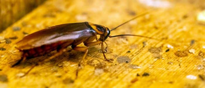 ¿Es una cucaracha? Insectos que se parecen a las cucarachas y cómo reconocerlos cucarachas