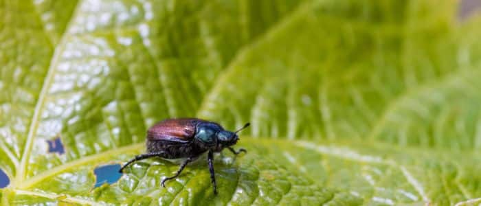 ¿Es una cucaracha? Insectos que se parecen a las cucarachas y cómo reconocerlos ¿Es una cucaracha? Insectos que se parecen a las cucarachas y cómo reconocerlos
