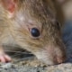 ¿Cómo eliminar ratas en el jardín? Guía completa eliminar-ratas-jardín