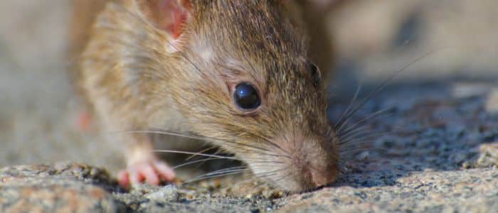 ¿Cómo eliminar ratas en el jardín? Guía completa eliminar-ratas-jardín