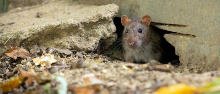 ¿Cómo eliminar ratas en el jardín? Guía completa ¿Cómo eliminar ratas en el jardín? Guía completa
